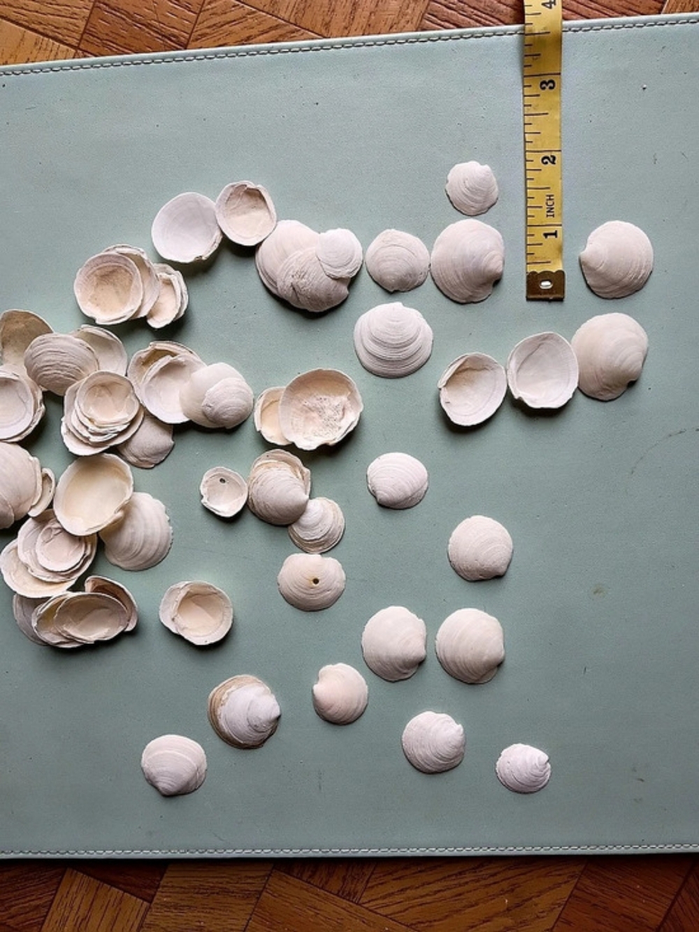 Buttercups Or Lucines-shells for crafting